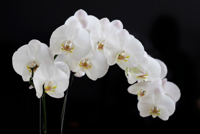 Canon EOS 5D Mark II, ISO 100, 50 mm, f 4.0, 1/12 s.