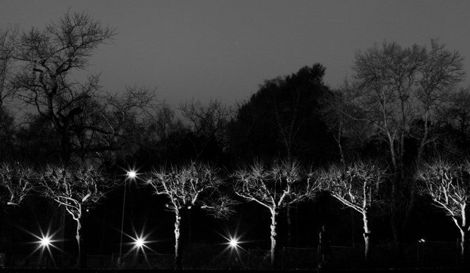 2013_11_03_Puunrangot_kasvitieteellinen_Toolonlahti_MG_0798_PHA