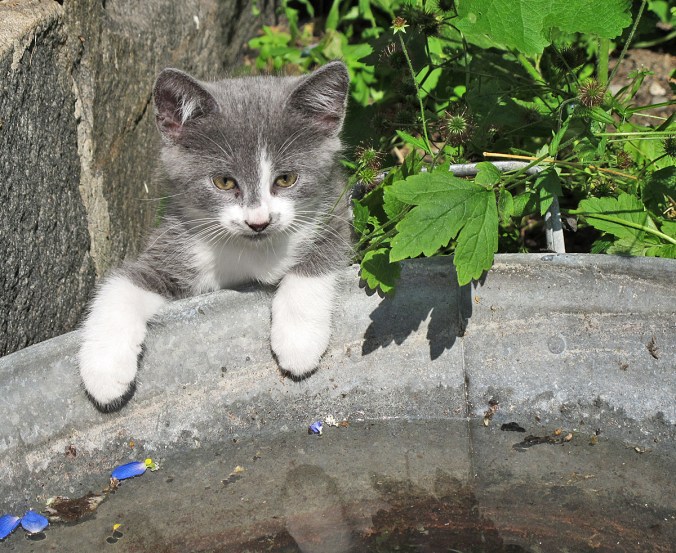 2015_08_14_Kisu1_IMG_0244_PHA