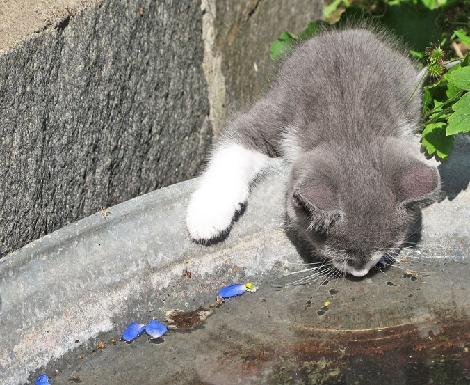 2015_08_14_Kisu3_IMG_0243_PHA