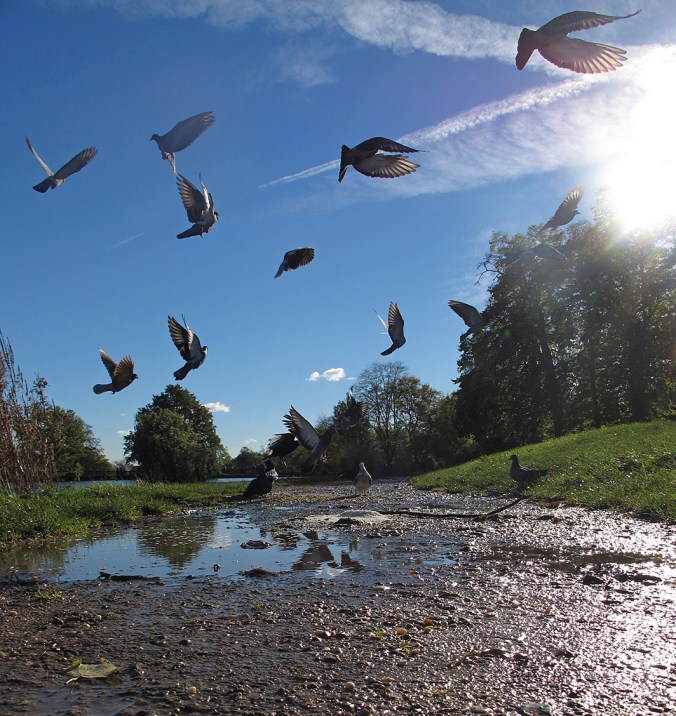 2016_01_31_Helmikuun kuvamiete_Lintujen ruokintaa Hampstead Heathissa_WEB_IMG_7718_PHA